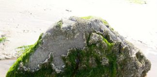 Algae Might Assist Feed a Hungry World