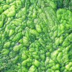 algae-would-possibly-help-feed-a-hungry-world