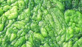 Algae Would possibly Help Feed a Hungry World