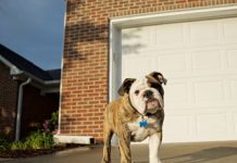 Path Operating with Your Canine