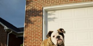 Path Operating with Your Canine