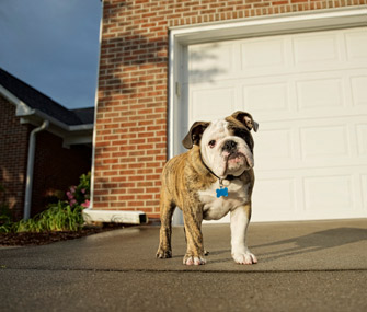 Path Operating with Your Canine