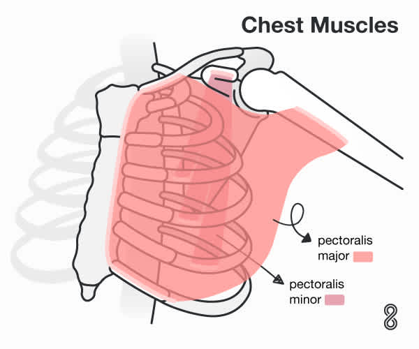 Chest Muscles infographic